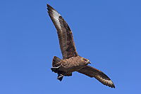 Great Skua, (Stercorarius skua), Ingolfshofdi Nature Reserve, Iceland